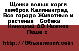 Щенки вельш корги пемброк Калининград - Все города Животные и растения » Собаки   . Ненецкий АО,Нижняя Пеша с.